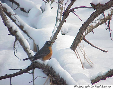 Winter in Kalamazoo Township