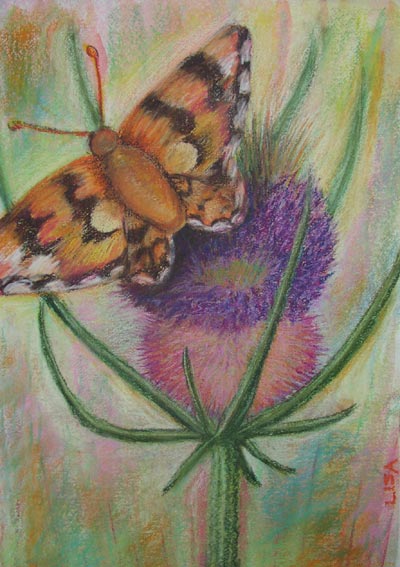 Moth